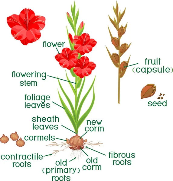 Delar Anläggningen Morfologi Blommande Gladiolus Växt Med Gröna Blad Tidlöseväxter — Stock vektor