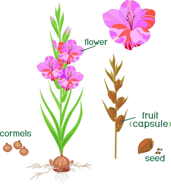 Delar Anläggningen Morfologi Blommande Gladiolus Växt Med Gröna Blad Tidlöseväxter — Stock vektor