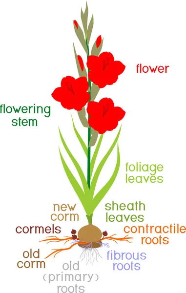 Parti Pianta Morfologia Della Pianta Gladiolus Fiorita Con Foglie Verdi — Vettoriale Stock