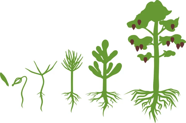 Lebenszyklus Von Kiefern Wachstumsstadien Vom Samen Bis Zur Reifen Kiefer — Stockvektor