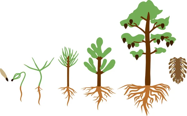 Pine Tree Životního Cyklu Fáze Růstu Osiva Zralé Borovice Kužely — Stockový vektor