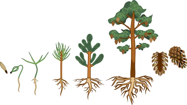 Pine Tree Levenscyclus Stadia Van Groei Van Zaad Tot Volwassen — Stockvector