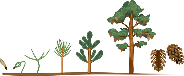 松の木のライフ サイクル コーンと成熟した松の木を種から成長の段階 — ストックベクタ