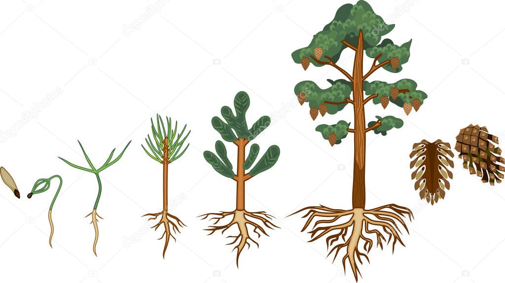 Pine Tree Life Cycle Stages Growth Seed Mature Pine Tree — Stock Vector