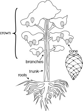 Bitki parçaları ile boyama sayfası. Morfoloji taç, kök sistemi ve koni başlıkları ile çam ağacının