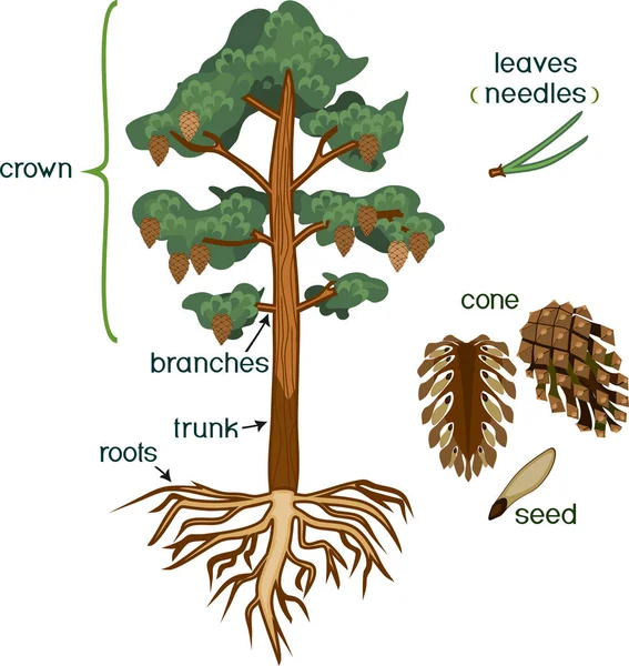 植物の部分 クラウン 白い背景で隔離のタイトルとコーンと松の木の形態 — ストックベクタ