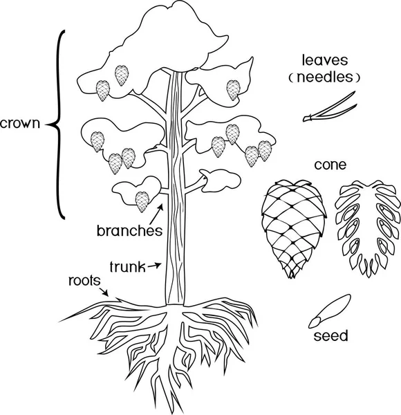 Kleurplaat Met Delen Van Plant Morfologie Van Pijnboom Met Kroon — Stockvector