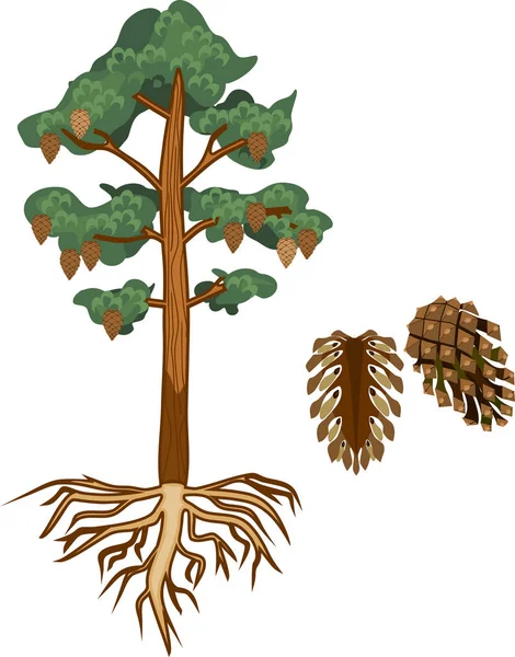 Pohon Cemara Dengan Sistem Akar Dan Kerucut - Stok Vektor