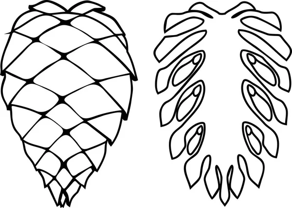 Coloriage Avec Structure Interne Externe Cône Graines Matures Pin — Image vectorielle