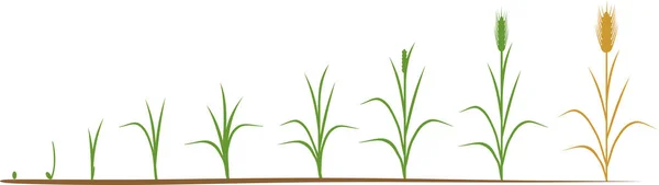 Lebenszyklus Von Roggen Wachstumsphasen Vom Saatgut Bis Zur Reifen Roggenpflanze — Stockvektor