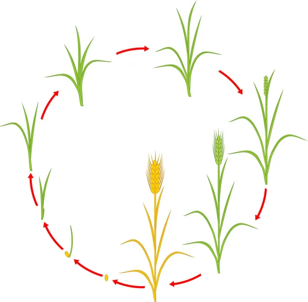 Žito Životního Cyklu Fáze Růstu Semen Zralé Rostliny Žita — Stockový vektor