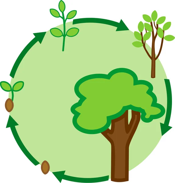 Tohumdan Büyüme Aşamasına Yeşil Tacı Olan Yetişkin Ağaç Bitki — Stok Vektör