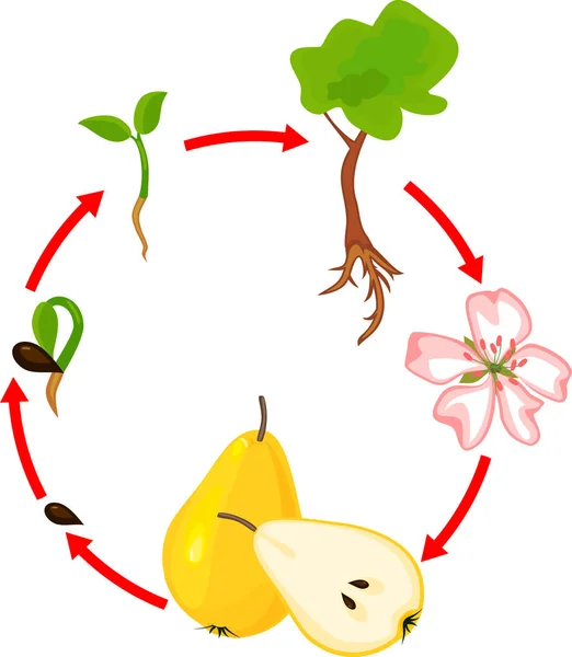 Ciclo Vida Árvore Pêra Estágio Crescimento Vegetal —  Vetores de Stock