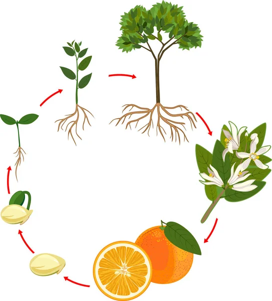 Orange Tree Livscykel Anläggningen Tillväxtfas — Stock vektor