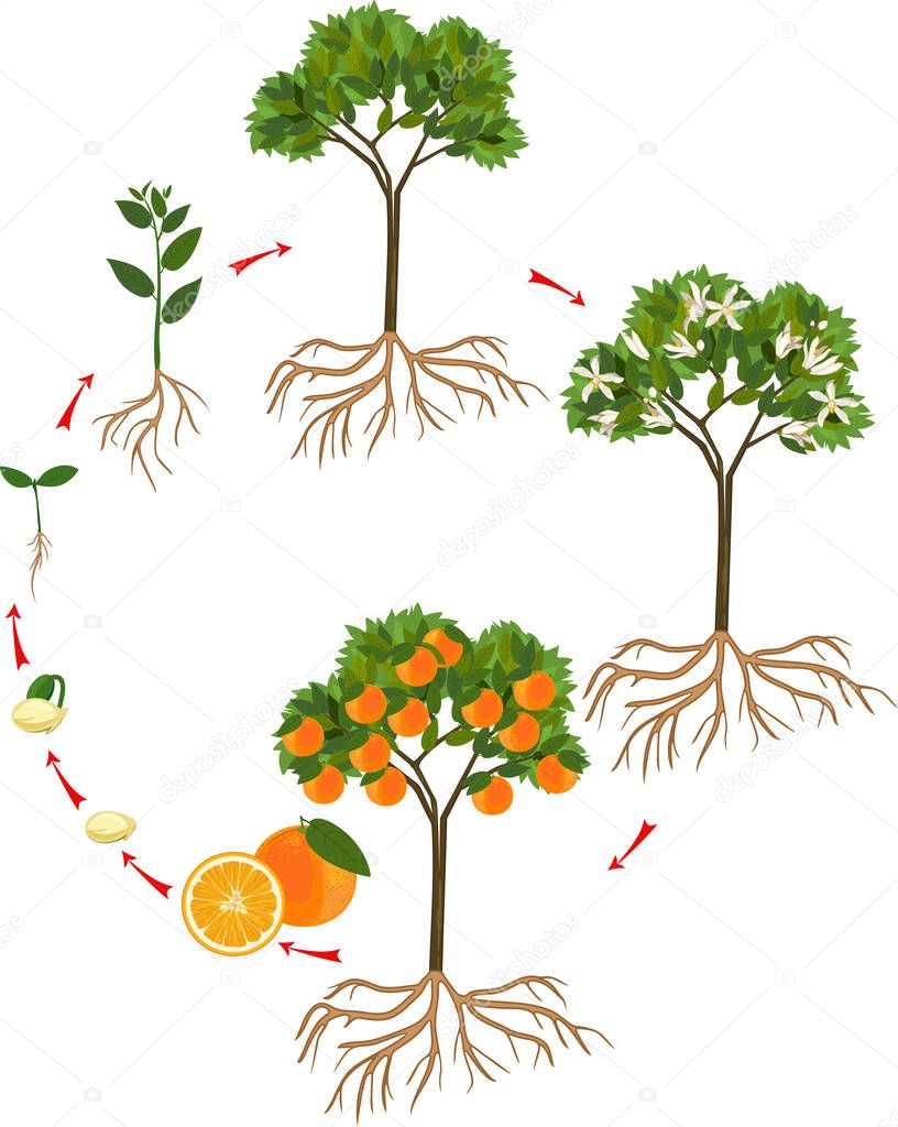 Life cycle of orange tree. Stages of growth from seed and sprout to adult plant with fruits