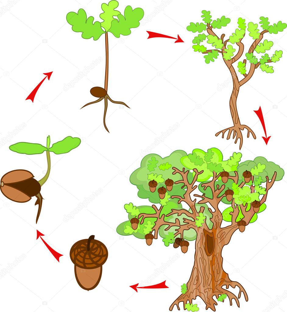 Oak life cycle. Plant growin from acorn to mature oak tree
