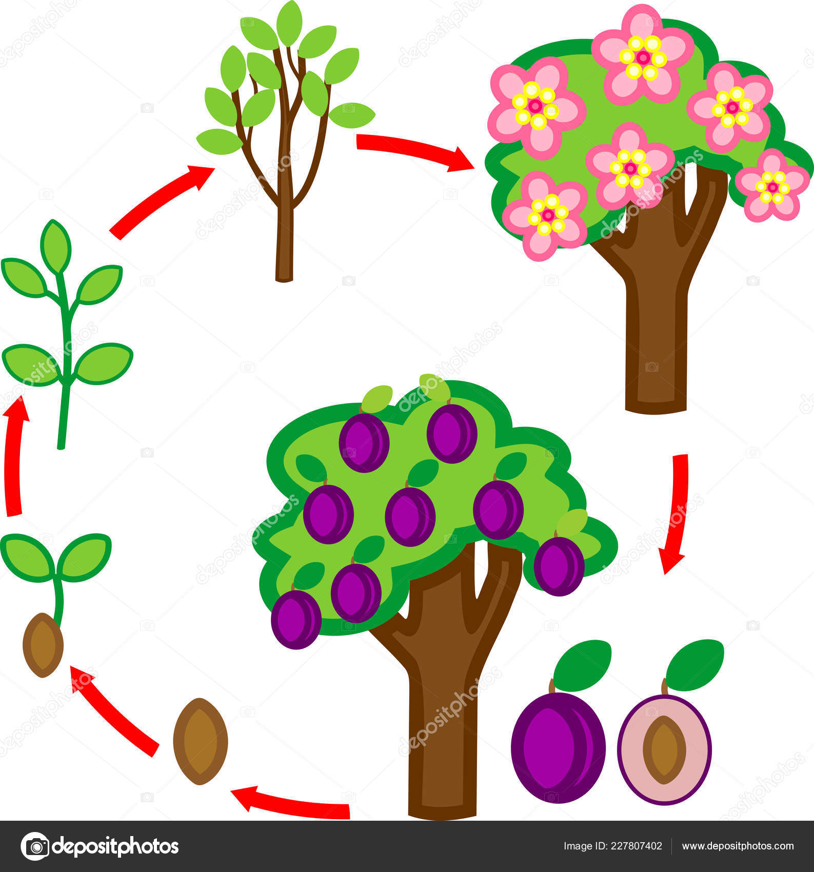 Términos del ciclo de vida de los árboles frutales