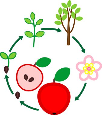 Elma ağacı yaşam döngüsü. Tohumdan büyüme aşamasına meyve bitki