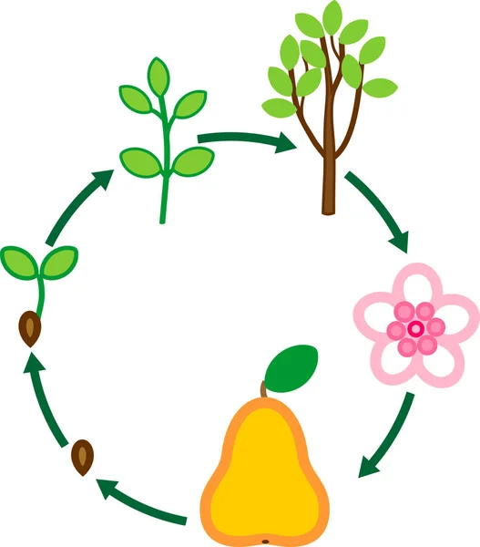 梨の木のライフ サイクル 植物の生育 — ストックベクタ