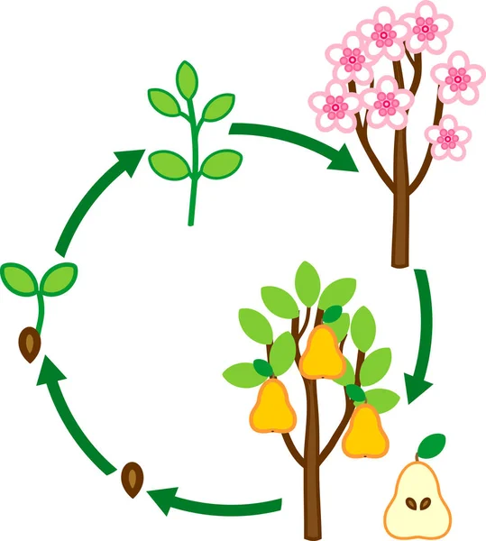 梨の木のライフ サイクル 植物の果実の木を種から生育 — ストックベクタ