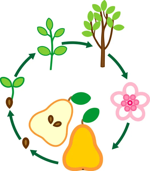 Ciclo Vida Del Peral Fase Crecimiento Vegetal — Vector de stock