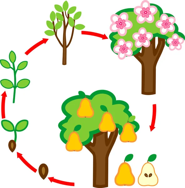 Životní Cyklus Hrušně Rostlina Fázi Růstu Semen Stromu Ovocem — Stockový vektor