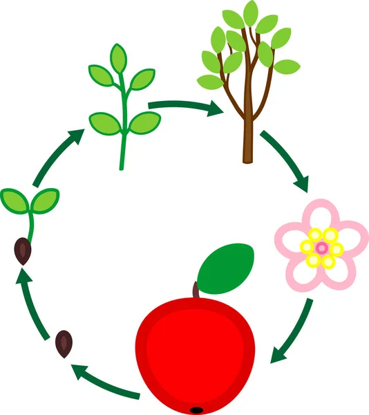 Lebenszyklus Des Apfelbaums Wachstumsphase Der Pflanze Vom Samen Zur Frucht — Stockvektor