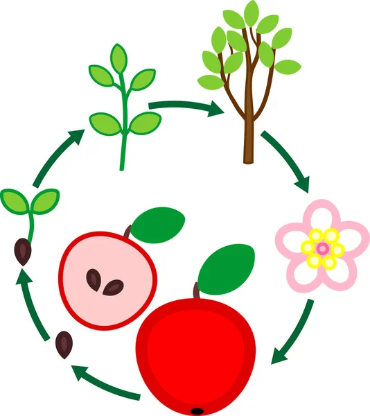 Lebenszyklus Des Apfelbaums Wachstumsphase Der Pflanze Vom Samen Zur Frucht — Stockvektor