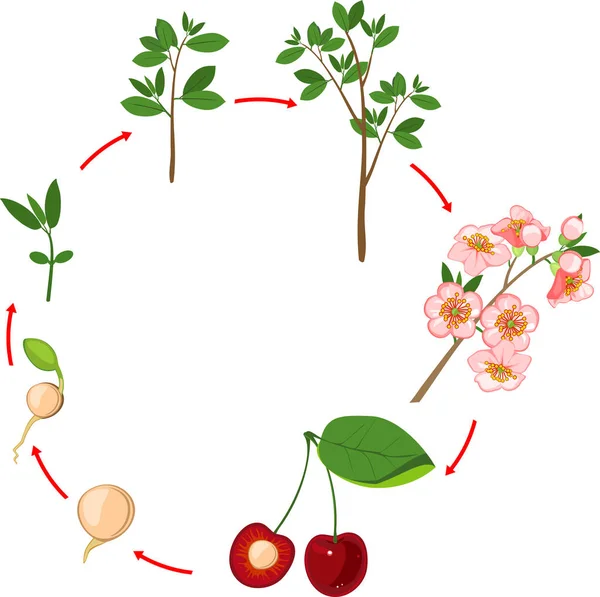 Ciclo Vida Del Cerezo Fase Crecimiento Vegetal — Vector de stock