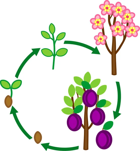 Levenscyclus Van Pruimenboom Plant Groei Fase Uit Zaad Aan Boom — Stockvector