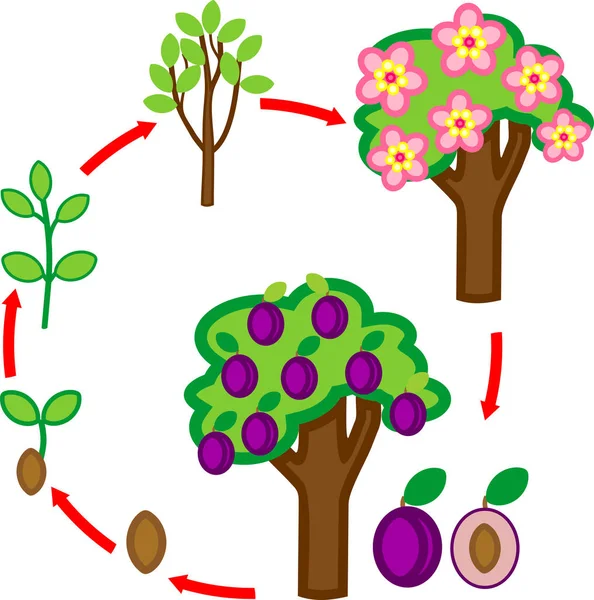 Livscykel Plommonträd Plantera Tillväxtfas Från Frö Till Träd Med Frukter — Stock vektor