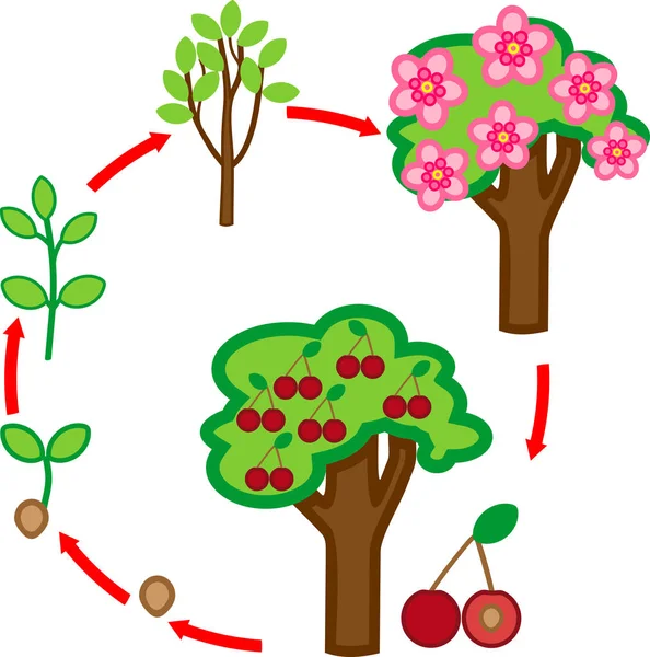 桜の木のライフ サイクル 植物の果実の木を種から生育 — ストックベクタ