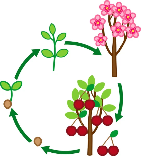 Životní Cyklus Třešeň Rostlina Fázi Růstu Semen Stromu Ovocem — Stockový vektor