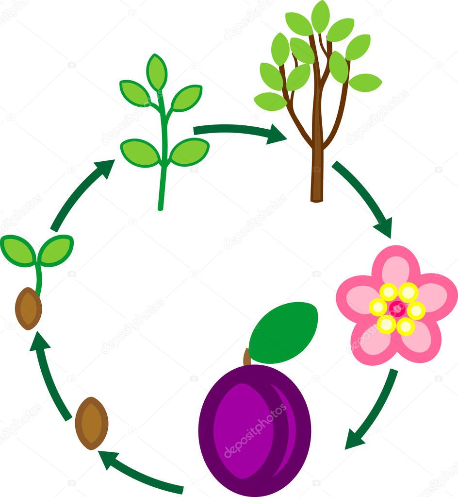 Life cycle of plum tree. Plant growth stage