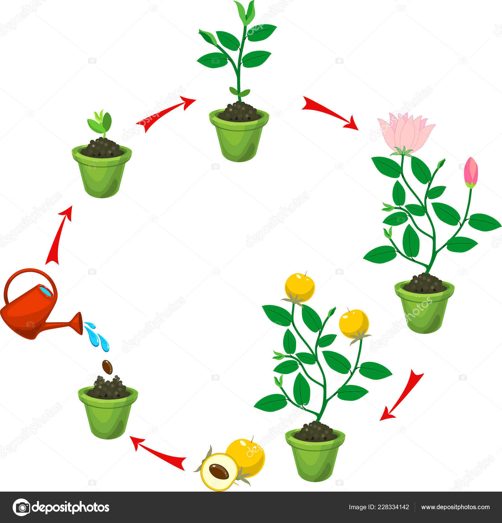 Plant Growing Seed Flowering Fruit Bearing Plant — Stock Vector ...