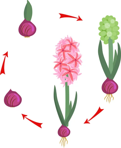 ヒヤシンスの成長期 ガーデン ヒヤシンスのライフ サイクル — ストックベクタ