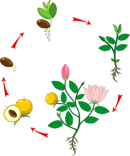 开花植物种子生长阶段的研究 — 图库矢量图片