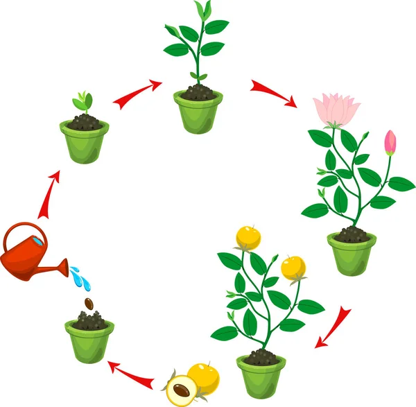 从种子到开花和含果植物的植物生长 — 图库矢量图片