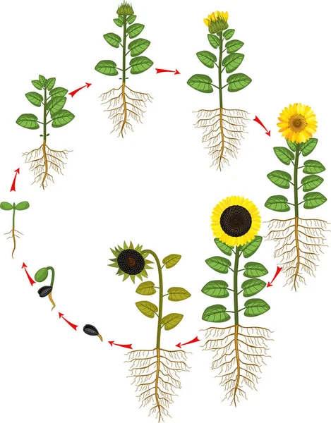 Auringonkukan Elinkaari Kasvuvaiheet Siemenistä Kukinnan Hedelmiä Kantavien Kasvien Juuristo — vektorikuva
