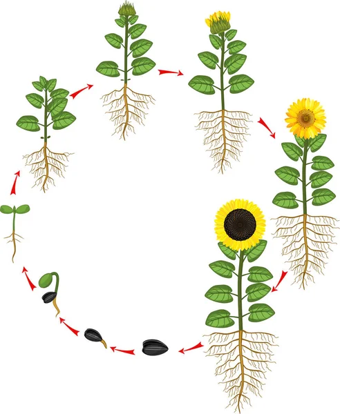 Sunflower Life Cycle Growth Stages Seed Flowering Fruit Bearing Plant — Stock Vector