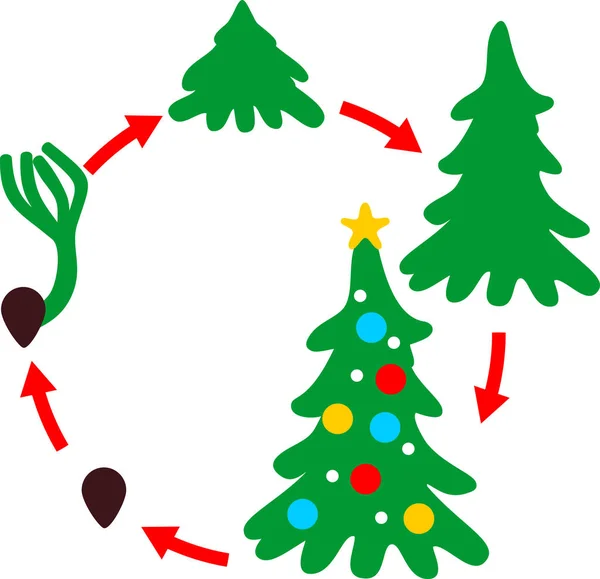 Wachstumsstadien Der Fichte Vom Samen Bis Zum Weihnachtsbaum Mit Spielzeug — Stockvektor