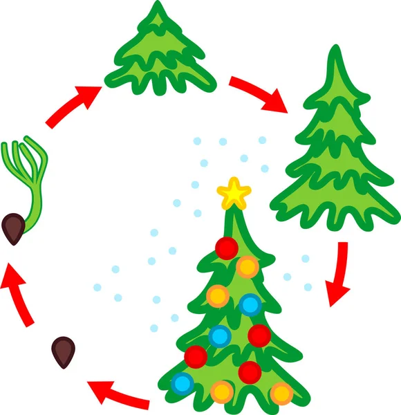 Étapes Croissance Épinette Graine Sapin Noël Avec Jouets — Image vectorielle