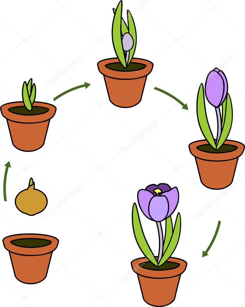 Crocus life cycle. Stages of growth from planting bulb in flowerpot to flowering plant