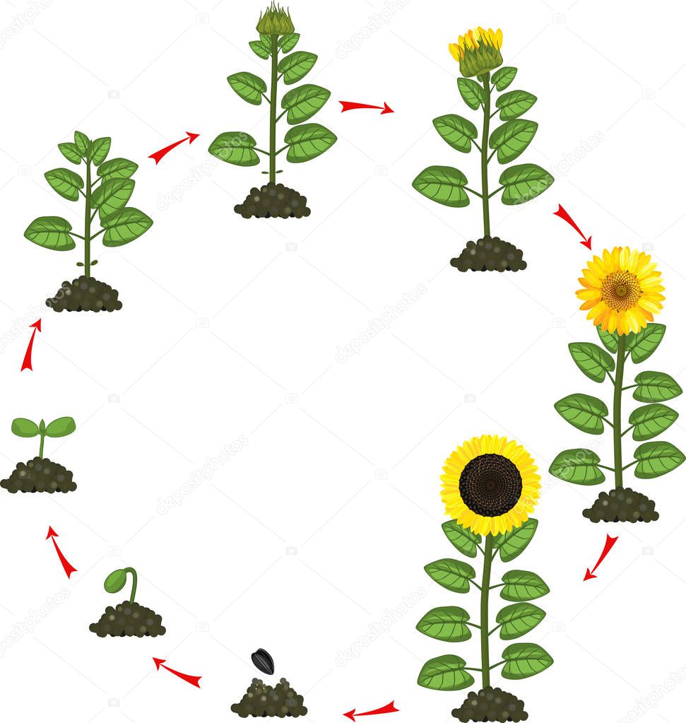 Sunflower life cycle. Growth stages from seeding to flowering and fruit-bearing plant