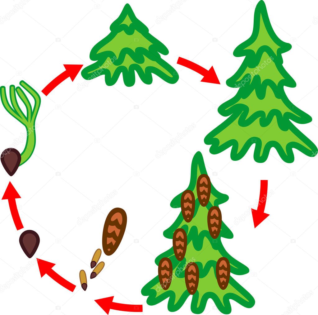 Spruce tree life cycle. Stages of growth from seed to mature spruce tree with cones