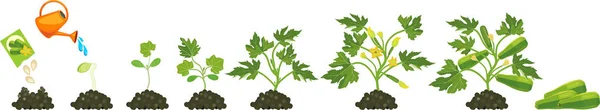 Životní Cyklus Rostliny Cukety Fázích Růstu Setí Kvetoucí Plodící Rostliny — Stockový vektor