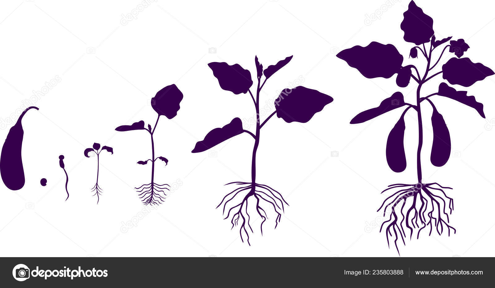 Life Cycle Eggplant Root System Growth Stages Seeding Flowering Fruit