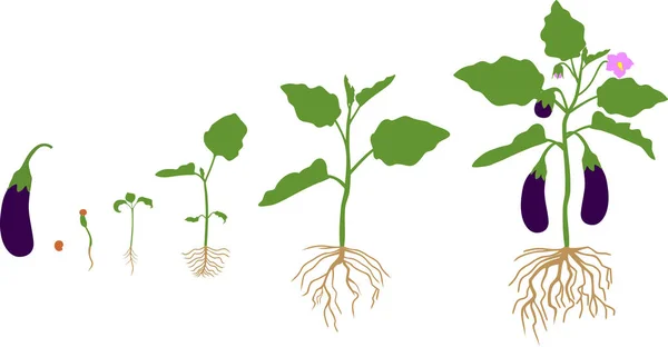 茄子のルート システムのライフ サイクル 発育段階から開花するシードとフルーツ有利子ナス植物 — ストックベクタ