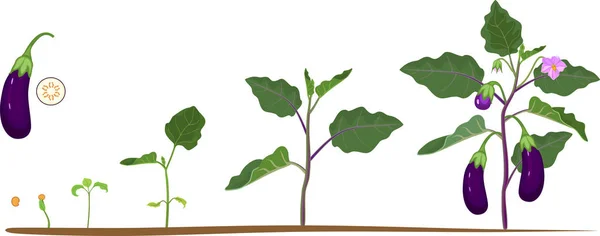 Padlizsán Életciklusa Növekedés Szakaszában Vetés Virágzó Gyümölcstermő Padlizsán Növény — Stock Vector