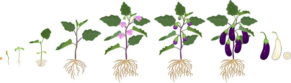 Life Cycle Eggplant Root System Growth Stages Seeding Flowering Fruit — Stock Vector